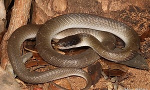 When confronted, red-lipped snake often puts up an aggressive display (video) | The Citizen