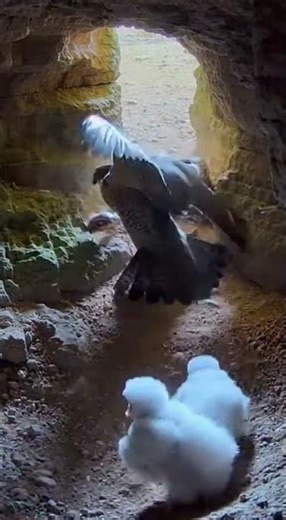 Sudden Shadow Inside a Darkened Cave Chamber
