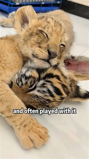 ❤️🐯🦁Tiger And Lion Hugging – What Happened?❤️#animals #lion #wildfire #lovestory #tiger | ZooimeZoo