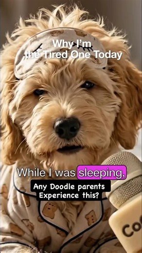 Beautiful Doodles ❤️🐩 on Instagram: "Ha ha ha, the same thing happens to us, except I’ve trained our doodles that they can lay down next to us at nap time but not nighttime because I need my sleep too! This way they get their time with sleep touch, which is important and at night everybody sleeps through the night 🥰🐶🏠 This is also why we practice individual sleeping with our new puppies when they’re between 6 to 8 weeks old so they get used to sleeping on their own and not just always with t