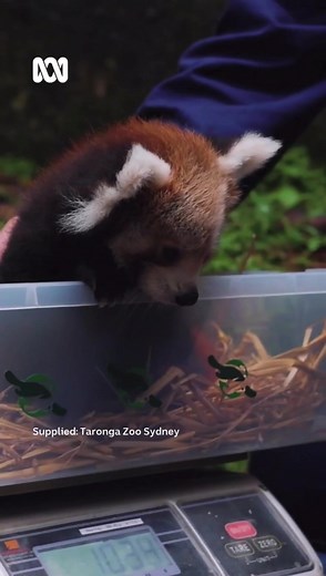 How cute are these Red Panda cubs? 😍❤️ Taronga Zoo Sydney has shared the first video of two red panda cubs born to parents Amala and Pabu. The two female cubs are just over three months old and are yet to be named. (📹 via Taronga Zoo Sydney) | ABC Sydney