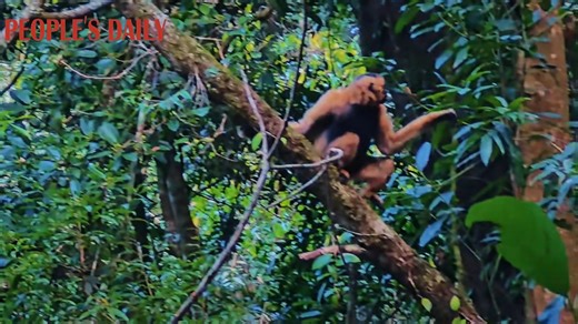 A western black crested gibbon with agile movements was spotted in Wuliang Mountain National Nature Reserve in southwest China's Yunnan. Based on previous observations, the gibbon is estimated to be over 30 years old — roughly equivalent to a human in their seventies or eighties. | VideoChina