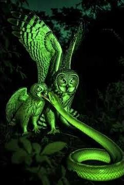 Owl vs Snake Who Wins This Night Battle?