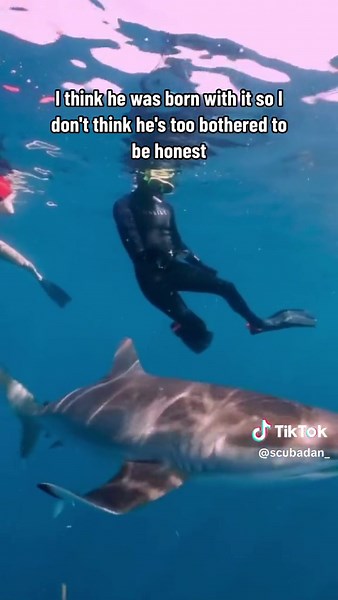 Swimming with Silky Sharks: A Close Encounter Underwater