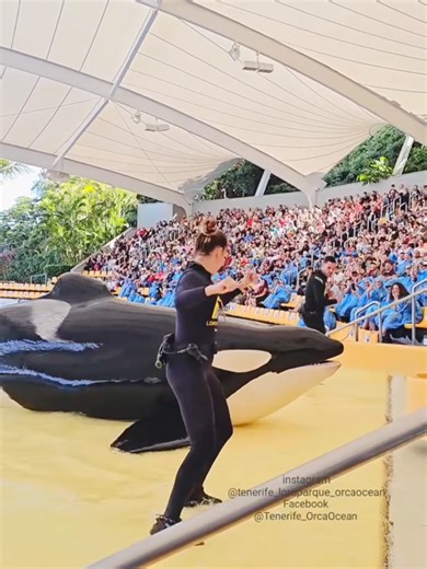 Explore the Beauty of Dolphins in Nature