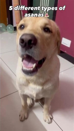 5 different types of hasanas 😴 #dogshorts #trending #viralshort #puppy #pets