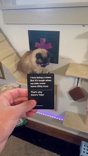 Gon need alot more than tide… #cat #bap #fyp #oof #cardsagainsthumanity