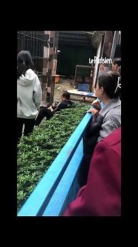 Chine : une fillette de 10 ans attaquée par une lionne dans un zoo