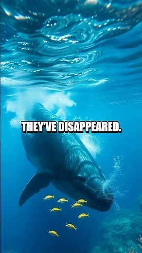 The Curious Case of the Disappearing Fish in Finding Nemo!