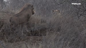 Hakuna Matata! These warthogs surely have no issues sharing a den with hyenas. #wildearth #warthog #hyenas #sharingiscaring | Wildearth