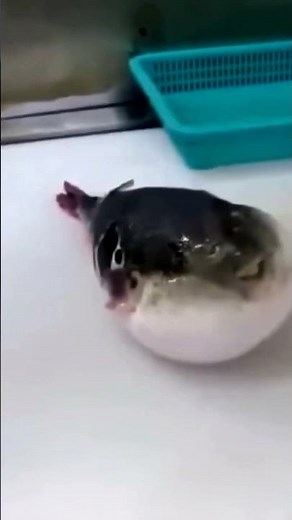 Pufferfish eats carrot meme (part.2)