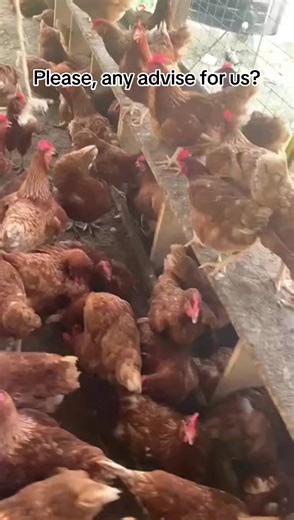 Tips for Poultry Farming in Ghana