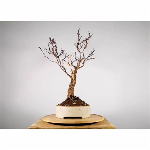 Whanake Bonsai on Instagram: "Agonis flexuosa 'after dark' first styling. Small tree created from ramrod straight and boring bunnings stock. Grown on for a few years from a tube. Carving and hollowing out the trunk gave it quite an ethereal feeling. This tree is moving on to the development stage now. An Aus native species that benefits from partial defoliation to reduce leaf size and promote ramification. Pot by the very talented Melbourne ceramicist @sophiejanemoran which was originally commis