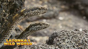 29K views · 373 reactions | It's the most epic nature video you will ever see! LaTonka's Wild World - Demon Snakes Chasing Iguanas. This video may get blocked, so enjoy it while it's up yall! | Fluffy Friends | Facebook