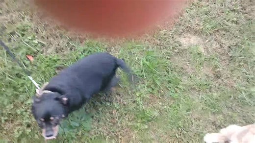 Marley and Harley his Girlfriend at Riverview Apartments. He is mad that I'm posting this | Joseph Tucker