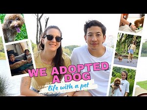 singapore pet adoption - life changing decisions? // living with a dog in singapore