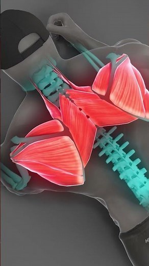 Plank Variation for Better Posture and Upper Back Activation #anatomy #advancedabworkout #shoulder