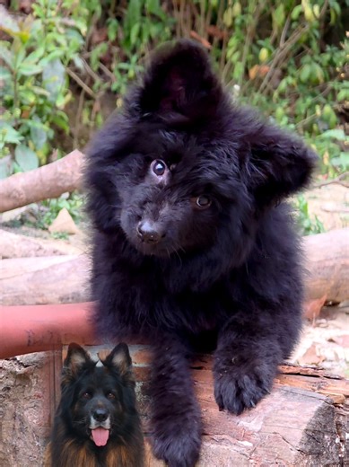 The Angulation of Indian Max: A Heroic German Shepherd