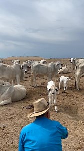 Getting to know some new calves before the rain!!!! Australian Brahman Breeders' Association Limited | Sturt Plains Brahmans
