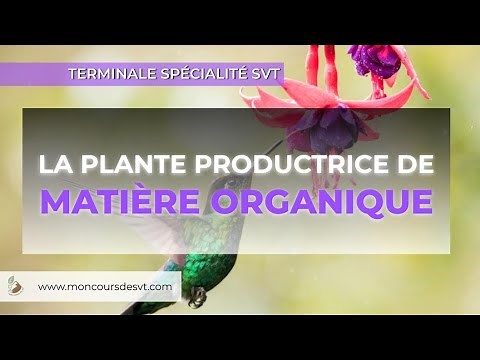 La plante productrice de matière organique - SVT - Terminale