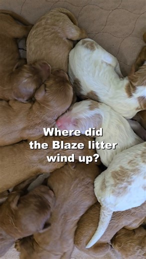 The Blaze pups are officially home 🐾💛 �Each one has headed off to their forever family - and we love that every single pup stayed right here in-state! Seeing where they landed and the homes they’re joining is always such a special full-circle moment for us. Wishing this sweet litter so much love as they start their next chapter. #tgd #goldendoodle #goldendoodlepuppies #goldendoodlepuppy #doodlereels | Triangle Goldendoodles
