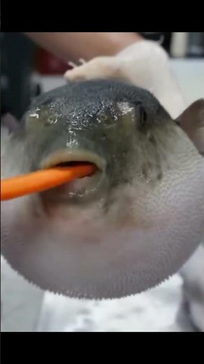 Pufferfish eating a carrot