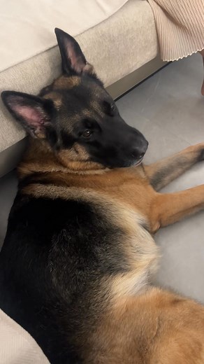 A puppy making smacking sounds while eating. #GermanShepherd #dogeatingfood | Dog laughing