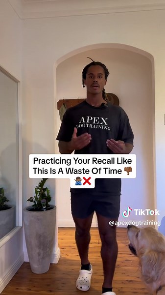 Effective Dog Recall Training Techniques