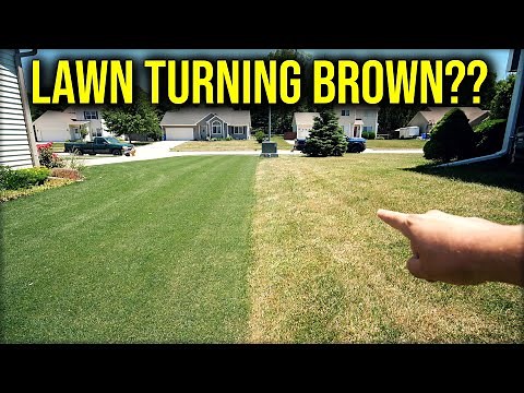 My Lawn Is Turning Yellow or Brown?? NOW WHAT??
