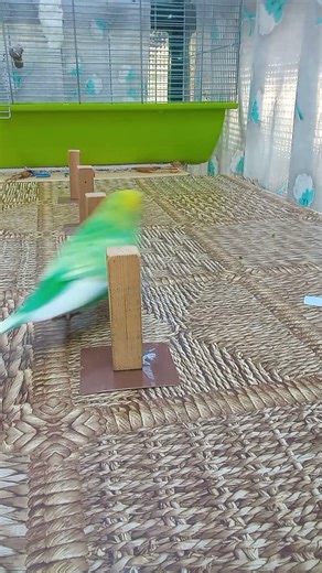 Hullámos papagáj szlalom trükk/Budgie slalom trick