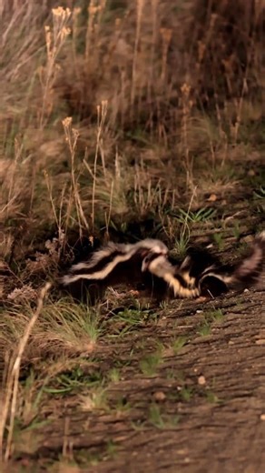 Watch this incredibly rare footage of the world's fiercest animal locked in battle as the Queen looked on. #animalencounters #natureismetal #nature #onceinalifetime | Kruger Gone Wild Safaris