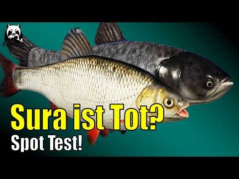 Russian Fishing 4 - Sura - Alles Tot? Spot Suche: Haarmontage Marmorkarpfen und Aland #rf4