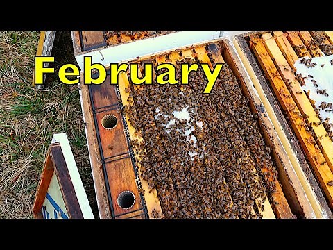 February Beekeeping at Blue Ridge Honey Co.