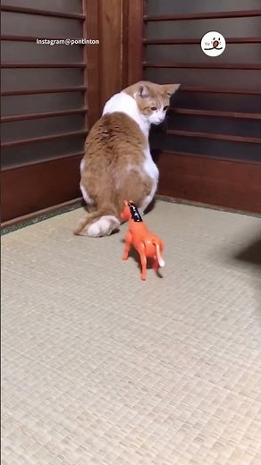 大人の対応｜PECO