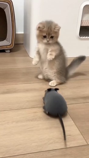 Adorable Kittens Compilation - Funny and Cute Cats Videos