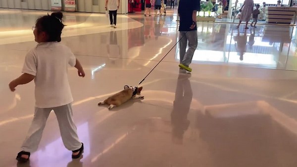 Lazy corgi captures hearts in Chinese mall