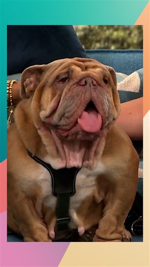 This Morning on Instagram: "This British Bulldog had to have a 'facelift' to improve her quality of life after in-breeding complications left her struggling to breathe. But if you're interested in owning a flat-faced dog, Dr Scott has some advice to help avoid bad breeders."
