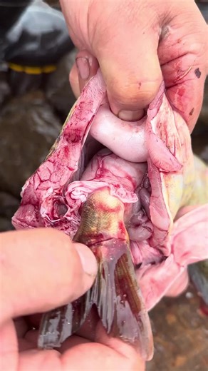 Fish... Fish and Fish... #cold #vlog #foryou #cooking #delicous