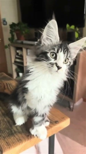 You won't believe how fluffy Maine Coons actually are #mainecoon #fluffycats #shorts
