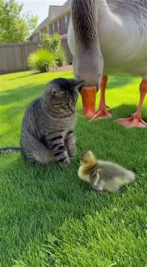 Cat Meets Goose on Lawn #cat #goose #cute #funny
