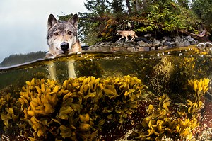These Rare Wolves Live Almost Entirely Off the Ocean