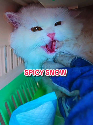 Grooming a Stressed Aggressive Cat Without Sedation