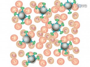 Depletion of Specific Cell Populations by Complement Depletion