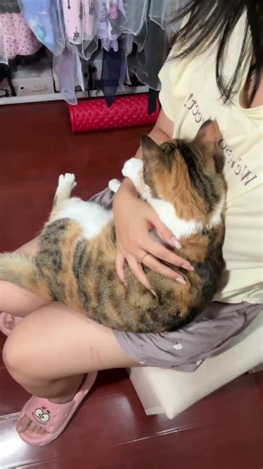 Adorable Cute Cat and Kitten Videos Compilation