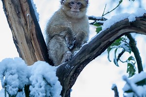 Heartwarming video shows highly endangered Barbary macaques playing in the snow at Midlands forest