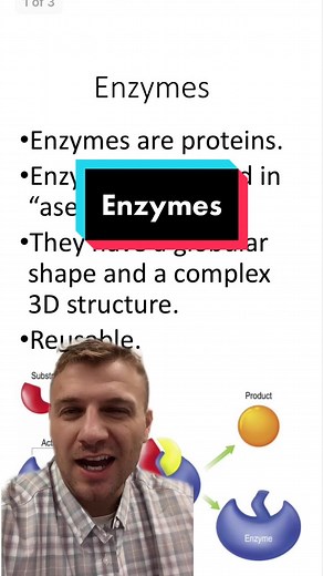 Exploring Enzymes: A Comprehensive Guide