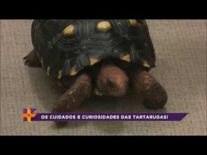 Conheça os cuidados e curiosidades das tartarugas