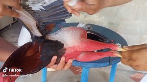 Rooster Leg Treatment Procedure Explained