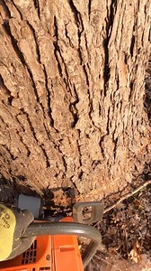 The best logging action of the week. The sights and the sounds. These are my favorite scenes of the week. No music and no narration. Be sure to watch the daily episodes to stay up to date with everything we are doing. Thank you for your support #Yeahboy #logging ##asmr #loggingvideos #logs #husqvarna #sycamore #reality #logger #timberjack #stihl | Boys In The Woods