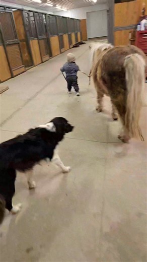 Future Colt Starter!?🤞😊🩷 | Murphy Performance Horses